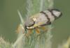 Urophora stylata